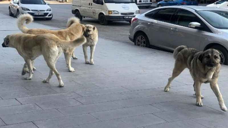 39 ilçede sokak köpeklerinin toplatılması talimatı