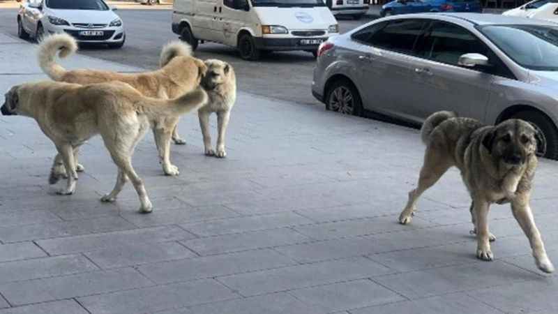 39 ilçede sokak köpeklerinin toplatılması talimatı