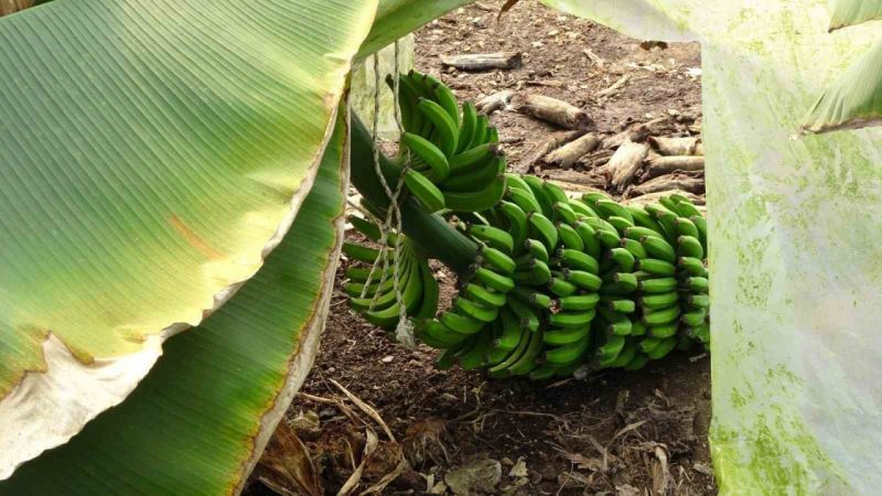 Antalya'da hortum muz serasını vurdu, 5 dönümlük alan savaş meydanını aratmadı