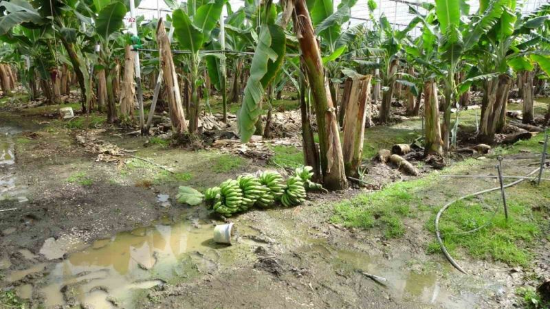 Antalya'da hortum muz serasını vurdu, 5 dönümlük alan savaş meydanını aratmadı