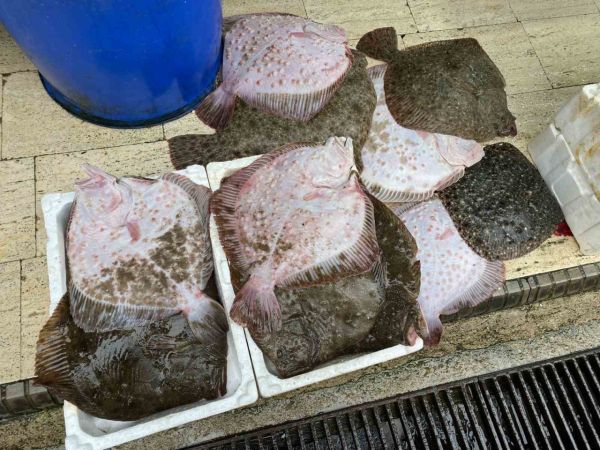 8 kiloluk kalkan balığı 5 bin liraya satıldı