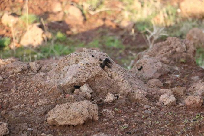 Diyarbakır’ın bir mahallesinde tırtıl yoğunluğu: Vatandaş tedirgin Diyarbakır’ın bir mahallesinde tırtıl yoğunluğu: Vatandaş tedirgin