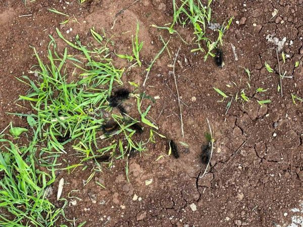 Diyarbakır’ın bir mahallesinde tırtıl yoğunluğu: Vatandaş tedirgin Diyarbakır’ın bir mahallesinde tırtıl yoğunluğu: Vatandaş tedirgin