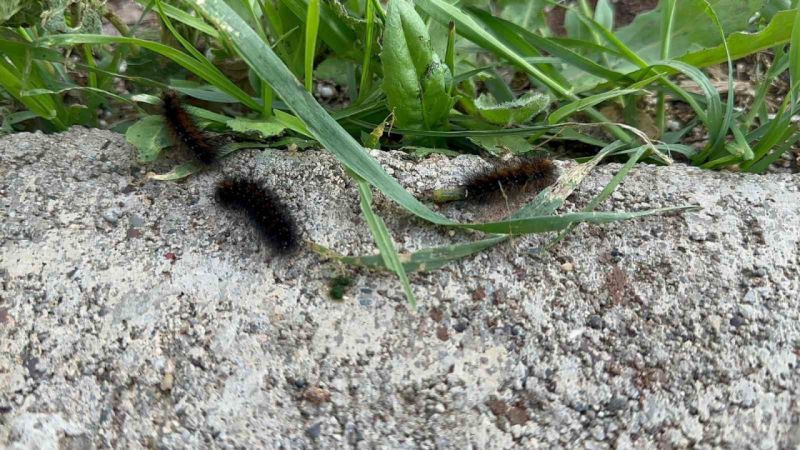 Diyarbakır’ın bir mahallesinde tırtıl yoğunluğu: Vatandaş tedirgin Diyarbakır’ın bir mahallesinde tırtıl yoğunluğu: Vatandaş tedirgin