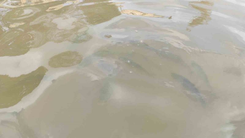 Balıklıgöl’ün suyu berraklaşıyor Balıklıgöl’ün suyu berraklaşıyor