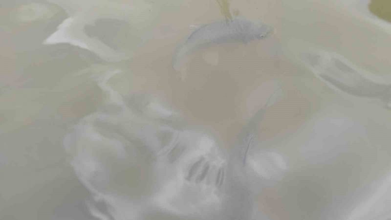 Balıklıgöl’ün suyu berraklaşıyor Balıklıgöl’ün suyu berraklaşıyor