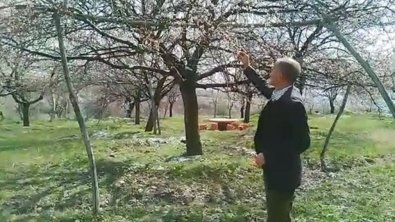 Kayısıyı don vurdu