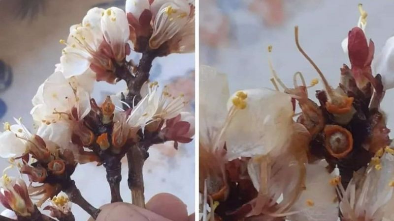 Kayısıyı don vurdu