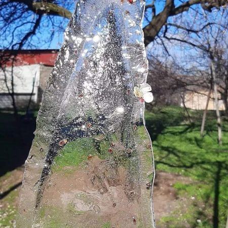 Kayısıyı don vurdu