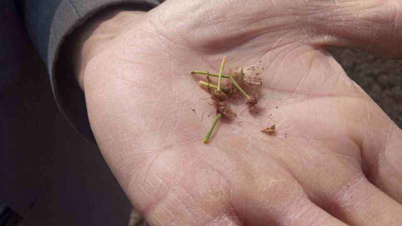 Zirai donun vurduğu ilçede meyveye ulaşmak hayal oldu: Kaybımız çok büyük