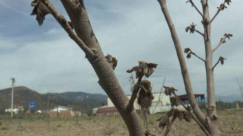 Zirai donun vurduğu ilçede meyveye ulaşmak hayal oldu: Kaybımız çok büyük