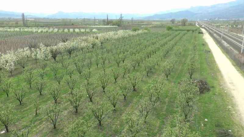 Zirai donun vurduğu ilçede meyveye ulaşmak hayal oldu: Kaybımız çok büyük
