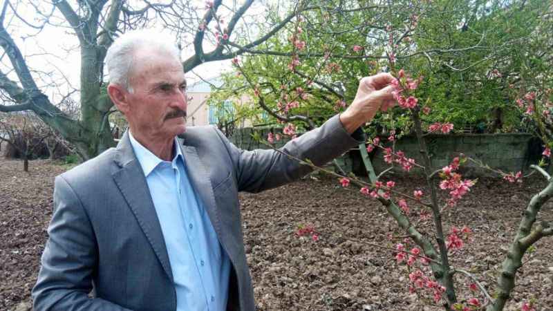 Zirai donun vurduğu ilçede meyveye ulaşmak hayal oldu: Kaybımız çok büyük