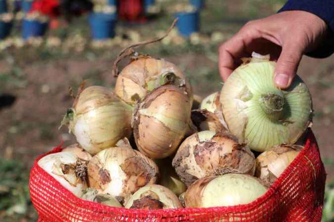 Bu yıl iki kat ekildi: Turfanda soğan hasadı başladı, fiyatı düşmeye başlayacak
