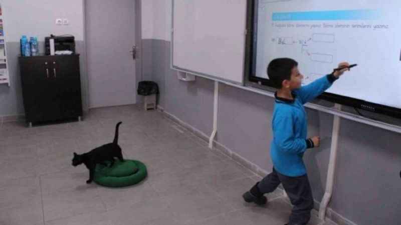 İzmir'in Patili Okulu İzmir'in Patili Okulu