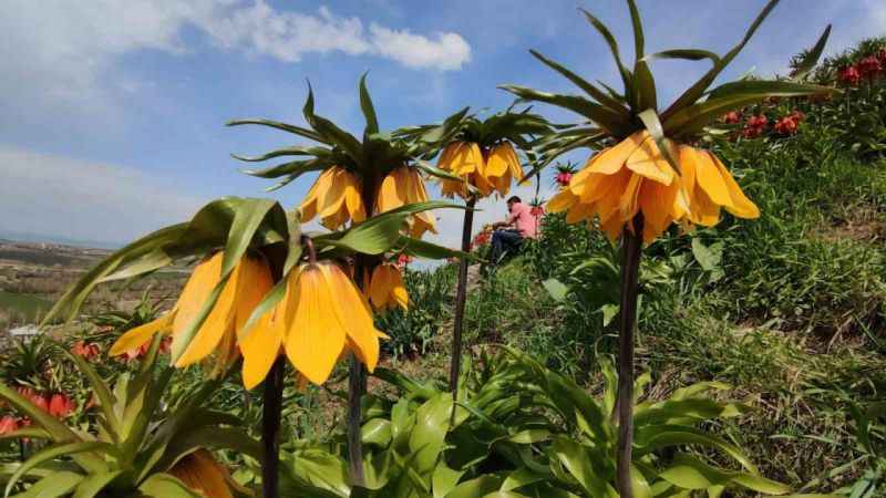 Ters lale koparana 244 bin 314 lira ceza