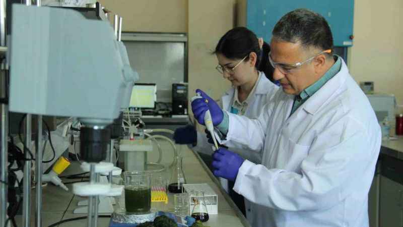 Deniz marulları enerji kaynağına dönüştü