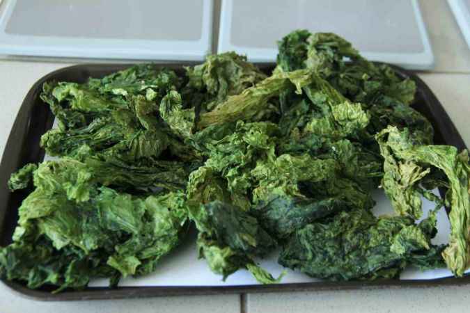 Deniz marulları enerji kaynağına dönüştü