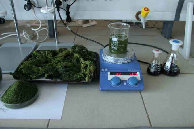 Deniz marulları enerji kaynağına dönüştü