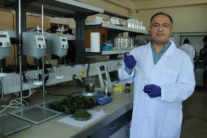 Deniz marulları enerji kaynağına dönüştü