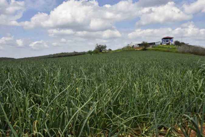 Soğan fiyatları bayramdan hemen sonra düşecek