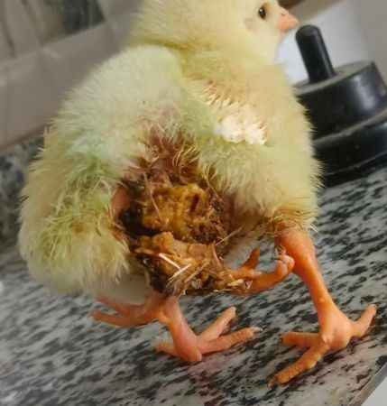 Dört bacaklı civciv şaşırttı