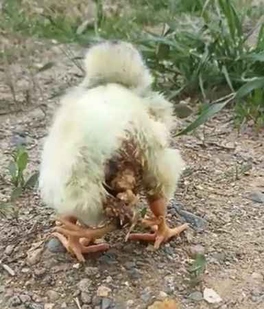 Dört bacaklı civciv şaşırttı