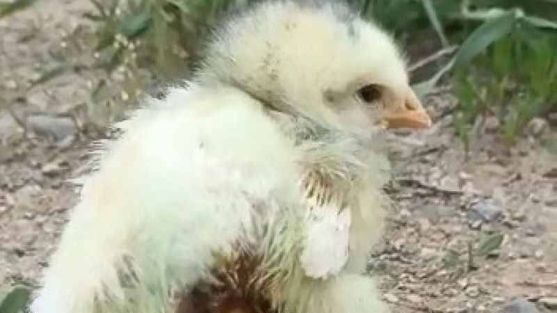 Dört bacaklı civciv şaşırttı