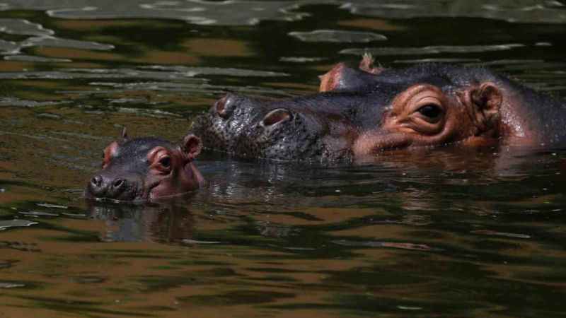 Su aygırı tekneye saldırdı: 1 ölü, 23 kayıp