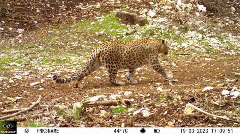 Nesli tükendiği tahmin edilen Anadolu Parsı 18 ilde fotokapanla aranacak