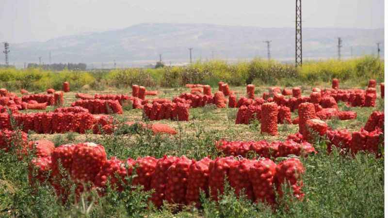 Soğanın fiyatı hızla düştü 