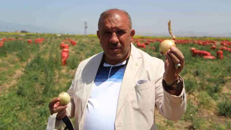 Soğanın fiyatı hızla düştü 