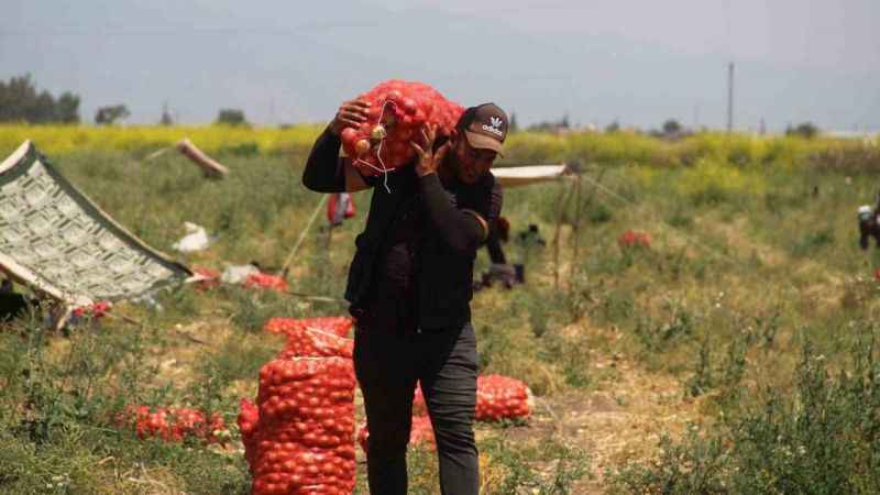 Soğanın fiyatı hızla düştü 