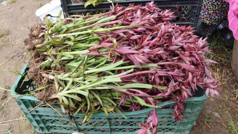 Topraktan çıkıyor: Kilosu 2 bin TL