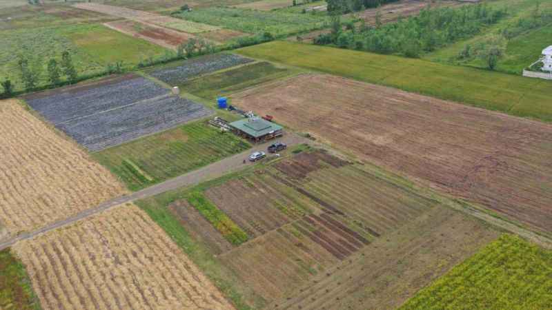 Topraktan çıkıyor: Kilosu 2 bin TL