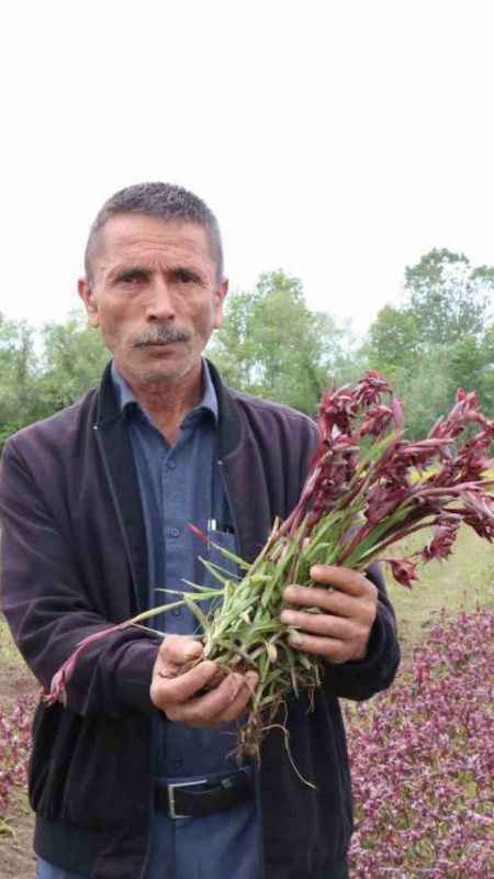 Topraktan çıkıyor: Kilosu 2 bin TL