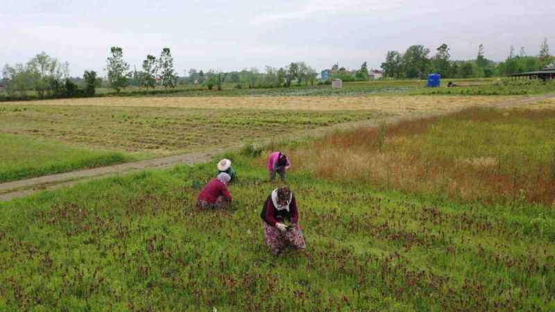 Topraktan çıkıyor: Kilosu 2 bin TL