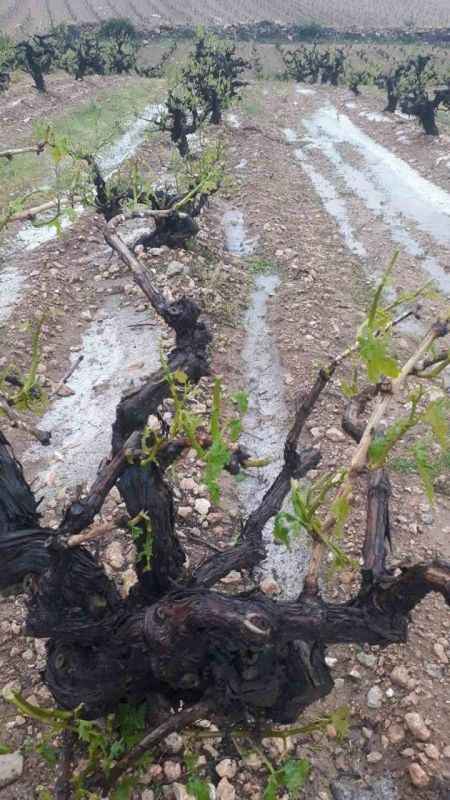 Denizli'de dolu yağışı üzüm bağlarını vurdu