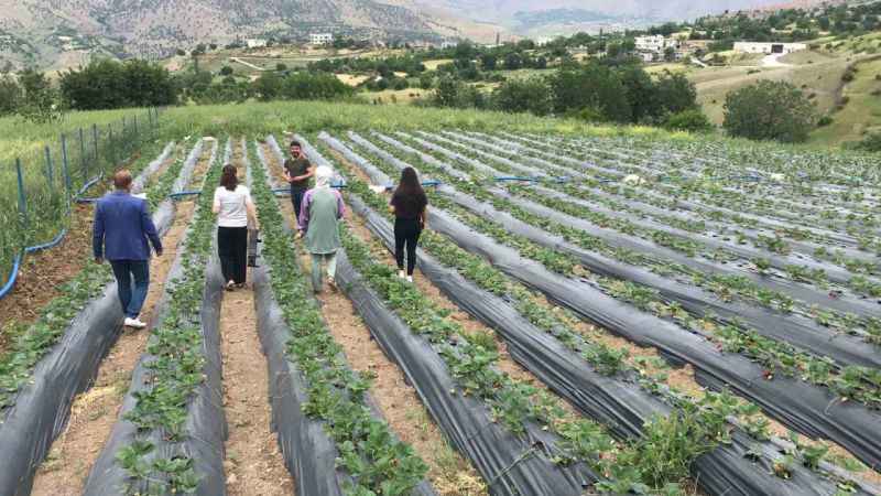 Batman'da 1300 rakımda yetiştirilen çilek çiftçinin yüzünü güldürüyor