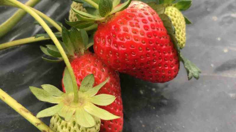 Batman'da 1300 rakımda yetiştirilen çilek çiftçinin yüzünü güldürüyor