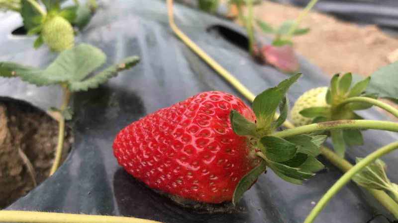 Batman'da 1300 rakımda yetiştirilen çilek çiftçinin yüzünü güldürüyor