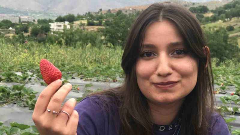 Batman'da 1300 rakımda yetiştirilen çilek çiftçinin yüzünü güldürüyor