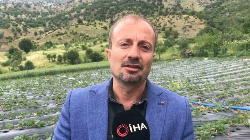Batman'da 1300 rakımda yetiştirilen çilek çiftçinin yüzünü güldürüyor
