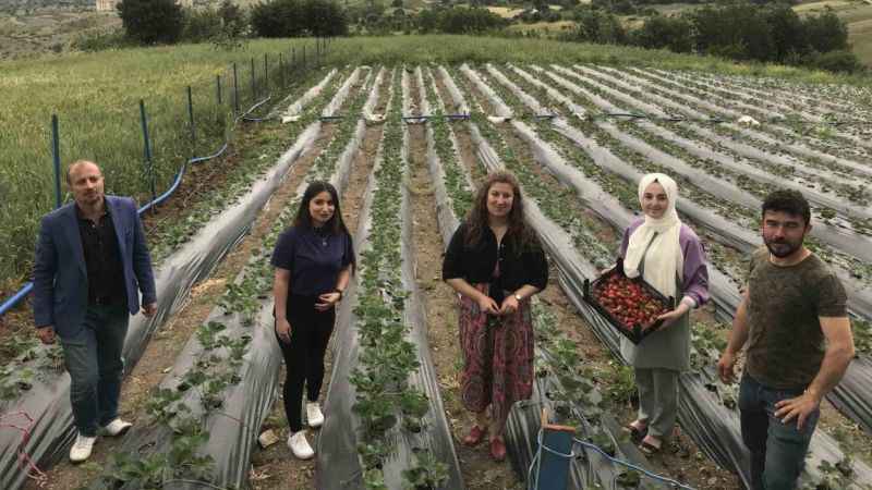 Batman'da 1300 rakımda yetiştirilen çilek çiftçinin yüzünü güldürüyor
