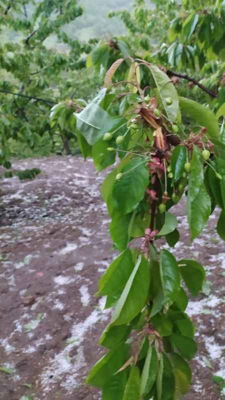 Amasya Suluova’da sağanak ve dolu 4 köyde arazileri vurdu