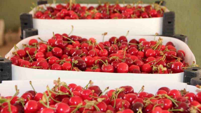 Bilecik’te ilk kiraz hasadı yapıldı fiyatı 25-30 TL arasında satılıyor