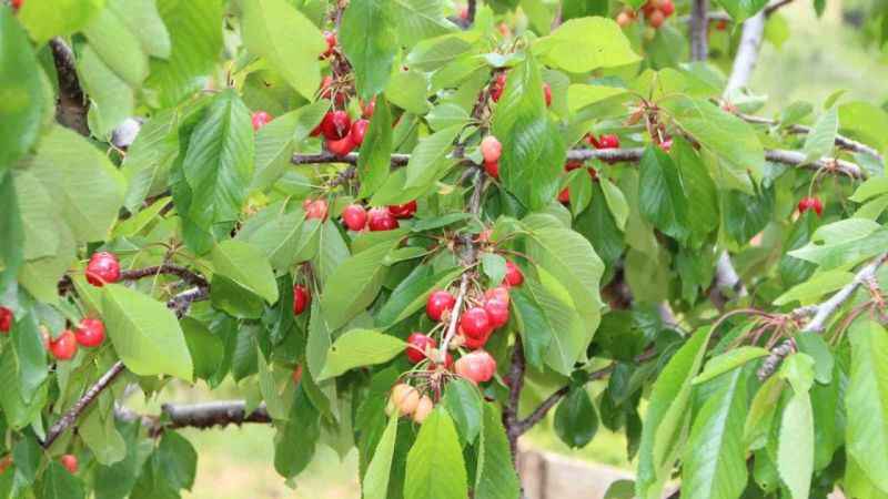 Bilecik’te ilk kiraz hasadı yapıldı fiyatı 25-30 TL arasında satılıyor