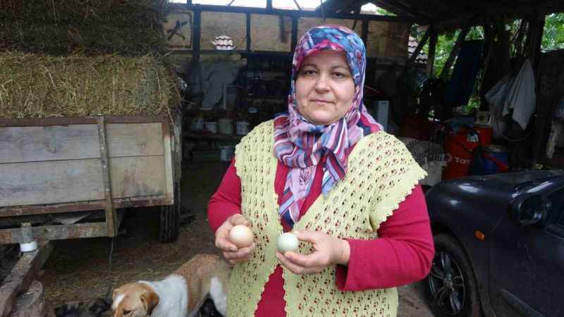 Bu tavuklar yüksek proteinli mavi yumurta yumurtluyor