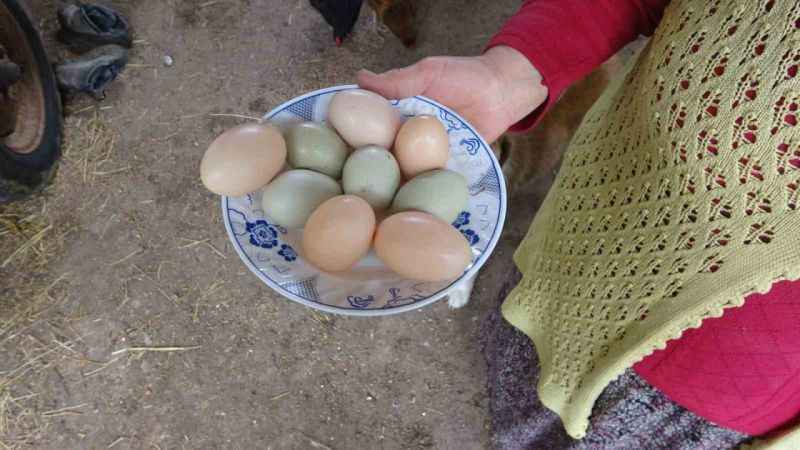 Bu tavuklar yüksek proteinli mavi yumurta yumurtluyor