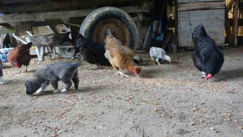 Bu tavuklar yüksek proteinli mavi yumurta yumurtluyor